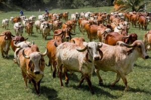 Foto: Reprodução/Divulgação Fazendas do Basa