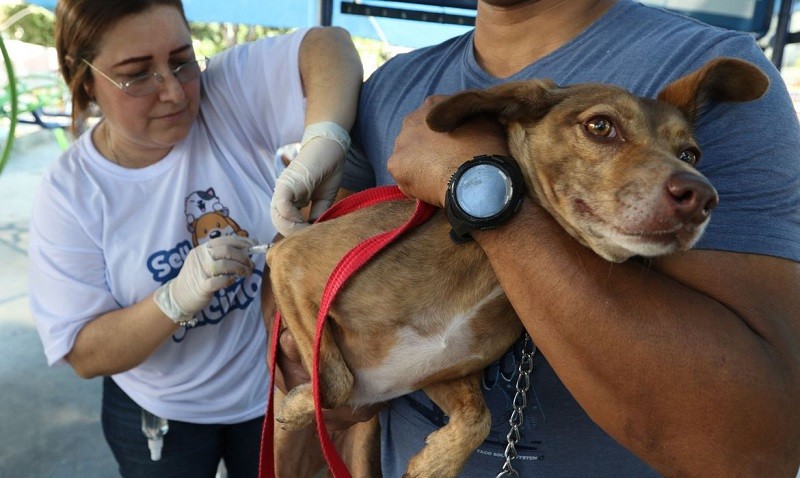 Vacinação antirrábica acontece em Brumadinho no mês de agosto