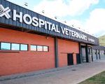 Hospital-Veterinário-da-FAMINAS-reforça-importância-da-doação-de-sangue-pet-em-Muriaé